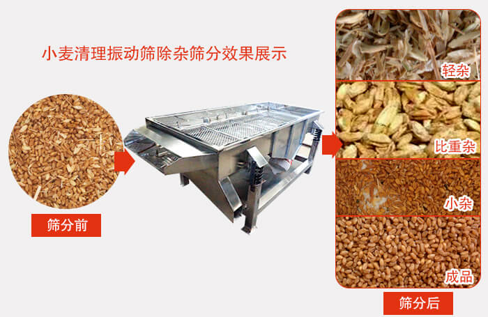小麥清理振動(dòng)篩小麥篩分效果展示圖可同時(shí)篩分出輕雜，比重雜，小雜，成品等四個(gè)等級(jí)。
